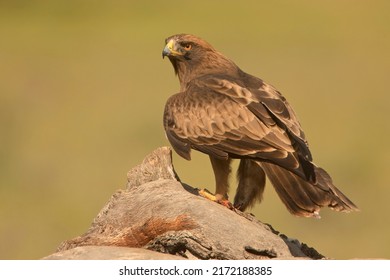 The Booted Eagle (Hieraaetus Pennatus)