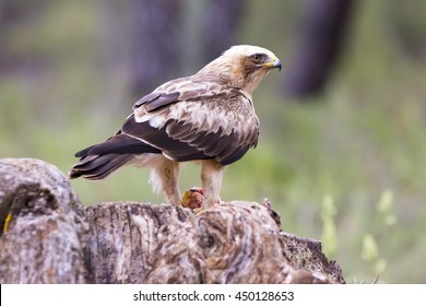 Booted Eagle Hieraaetus Pennatus