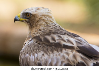 Booted Eagle Hieraaetus Pennatus