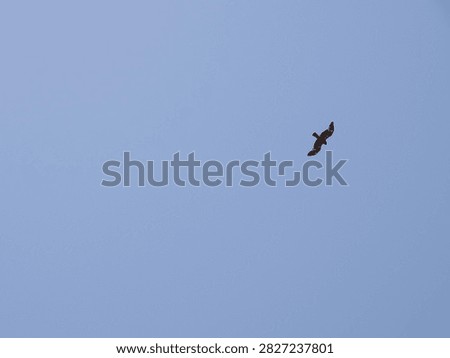 Booted eagle (Hieraaetus pennatus) dark morph soaring high in the blue sky