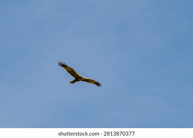 The booted eagle (Hieraaetus pennatus) is a medium-sized mostly migratory bird of prey