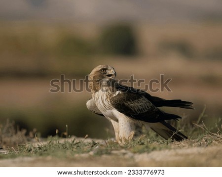 Booted eagle, Hieraaetus pennatus, single bird on ground, Spain, July 2023 [[stock_photo]] © 