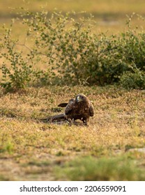 Booted Eagle Or Hieraaetus Pennatus With A Spiny Tailed Lizard Kill In Claws In An Open Field During Winter Migration At Tal Chhapar Sanctuary Churu Rajasthan India Asia