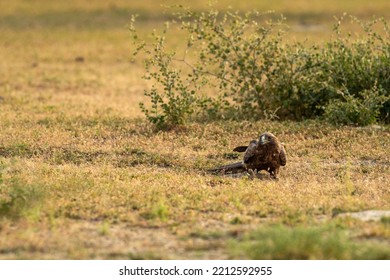 Booted Eagle Or Hieraaetus Pennatus With A Spiny Tailed Lizard Kill In Claws In An Open Field During Winter Migration At Tal Chhapar Sanctuary Churu Rajasthan India Asia