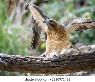 #bootedeagle #eagle #wings #birdsofprey #birds