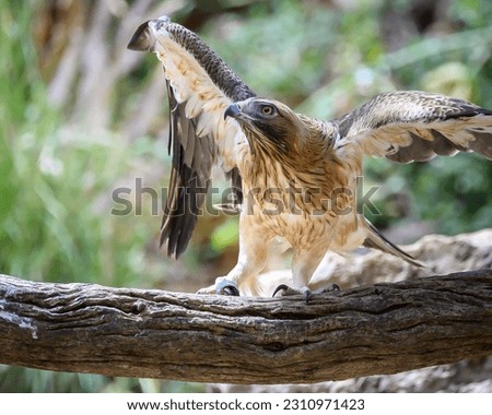 #bootedeagle #eagle #wings #birdsofprey #birds