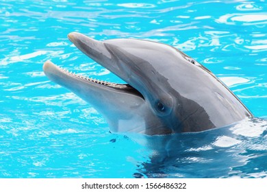 Bootlenose dolphin on the blue surface smiling