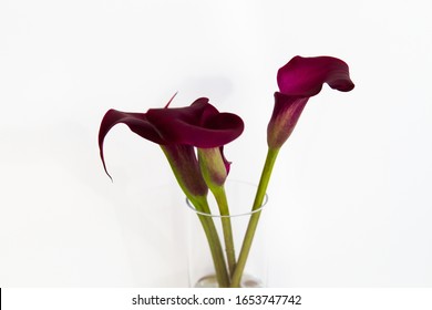 Boquet Of Calla Lily (arum Lily Or Zantedeschia) In Studio Over White Background