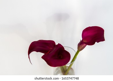 Boquet Of Calla Lily (arum Lily Or Zantedeschia) In Studio Over White Background