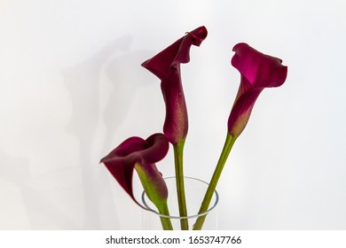 Boquet Of Calla Lily (arum Lily Or Zantedeschia) In Studio Over White Background