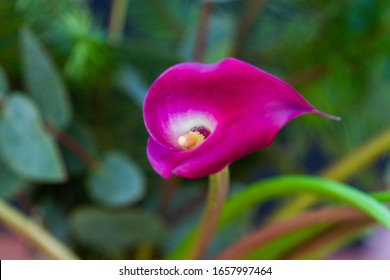 Boquet Of Calla Lily (arum Lily Or Zantedeschia) In Studio