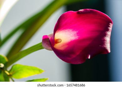 Boquet Of Deep Red Calla Lily (arum Lily Or Zantedeschia) In Studio