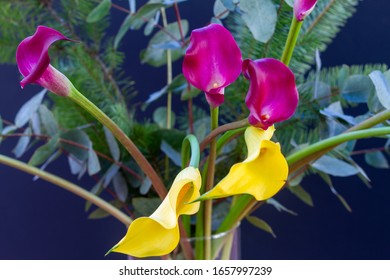 Boquet Of Purple Red And Yellow Calla Lily (arum Lily Or Zantedeschia) In Studio