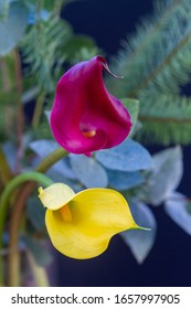 Boquet Of Purple Red And Yellow Calla Lily (arum Lily Or Zantedeschia) In Studio