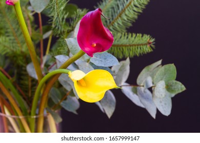 Boquet Of Purple Red And Yellow Calla Lily (arum Lily Or Zantedeschia) In Studio