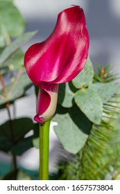 Boquet Of Red Calla Lily (arum Lily Or Zantedeschia) In Studio