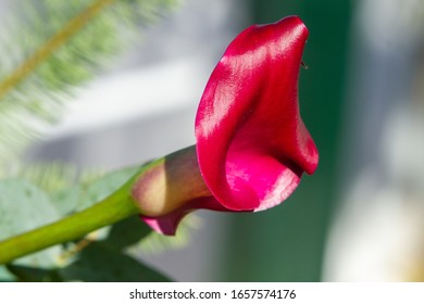 Boquet Of Red Calla Lily (arum Lily Or Zantedeschia) In Studio