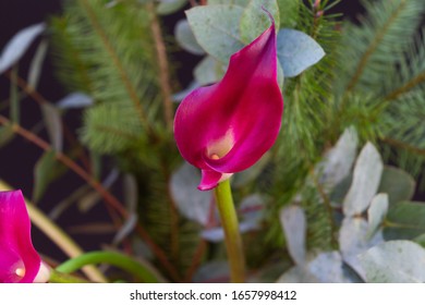 Boquet Of Red Calla Lily (arum Lily Or Zantedeschia) In Studio