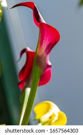 Boquet Of Red And Yellow Calla Lily (arum Lily Or Zantedeschia) In Studio