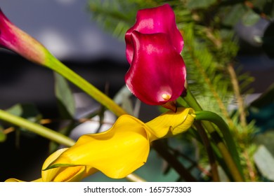 Boquet Of Red And Yellow Calla Lily (arum Lily Or Zantedeschia) In Studio