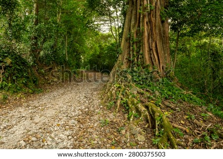 Boquete cloud forest path winding through lush green tropical vegetation with a large tree featuring intricate roots dominating the foreground on a cloudy day in Chiriqui, Panama - stock photo