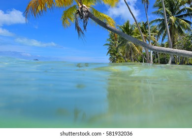 Bora Bora (French Polynesia): coconut tree on the lagoon of bora bora