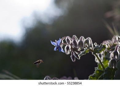 borage with bee in back light