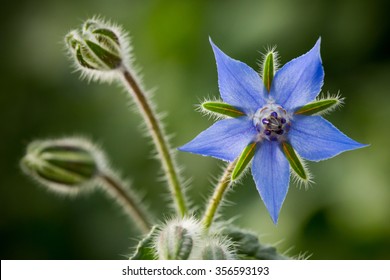 Borage Flower 