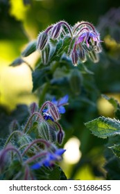 Borage Flowering In A Vegetable Garden, Companion Planting. 