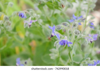 Borage flowers. Soft focus background of the delicate purple blue flowers and yellow green foliage from these annual herbs, on a halcyon summer day. - Powered by Shutterstock