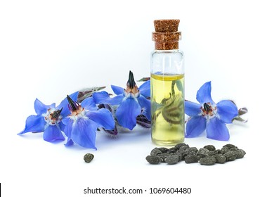 Borage oil (Borago officinalis); flowers and seeds on white background. Clouse Up