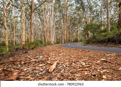 Boranup Forest Scenic Drive
Margaret River Region, WA