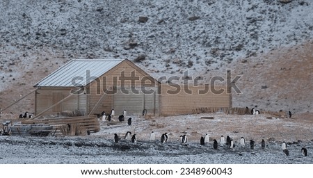 borchgrevink's hut, among the Adele penguin colony; Cape Adare, Antarctica; borchgrevink's hut, next to black cliff face; Cape Adare, Antarctica; borchgrevink's,hut with Adélie, penguins; Cape Adare,