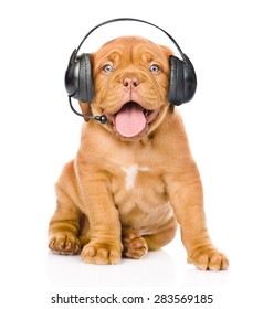 Bordeaux Puppy Dog With Phone Headset. Isolated On White Background