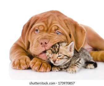 Bordeaux Puppy Dog Playing With  Bengal Kitten. Isolated On White Background