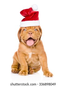 Bordeaux puppy dog  in red  christmas hat  sitting in front. isolated on white background