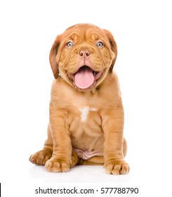 Bordeaux puppy dog sitting in front. isolated on white background - Shutterstock ID 577788790