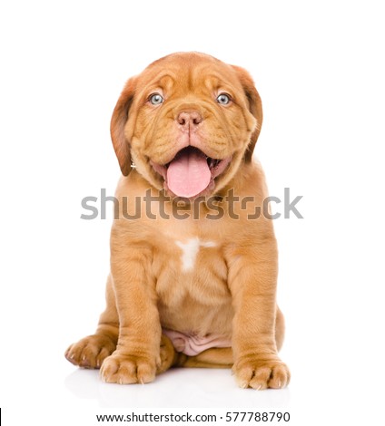 Bordeaux puppy dog sitting in front. isolated on white background