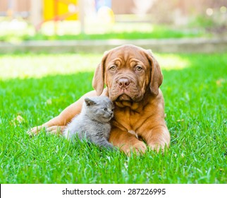 Bordeaux Puppy And Kitten Playing On Nature