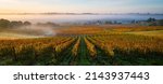 Bordeaux Vineyard at sunrise in autumn, Entre deux mers, Langoiran, Gironde