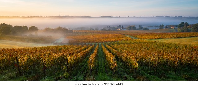 Bordeaux Vineyard At Sunrise In Autumn, Entre Deux Mers, Langoiran, Gironde