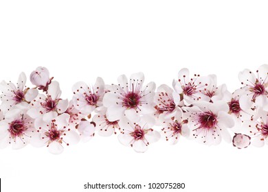 Border Of Beautiful Cherry Blossom Flowers On White Background
