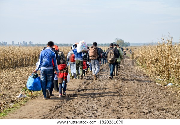Border between Serbia and Croatia, 3 Nov 2015: Group of\
War Refugees walking in cornfield. Syrian refugees crossing border\
to reach EU. Iraqi and Afghans. Balkans Route. Migrants on their\
way to EU. 