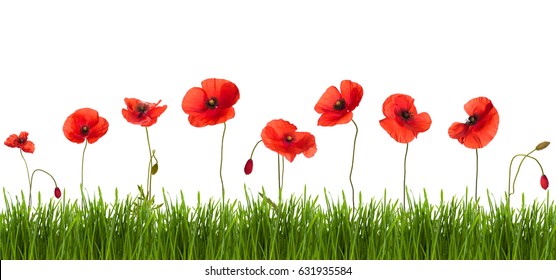 9,687 Beautiful_border_poppies Images, Stock Photos & Vectors ...