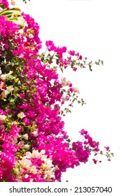 border of bougainvillea flowers isolated on white background