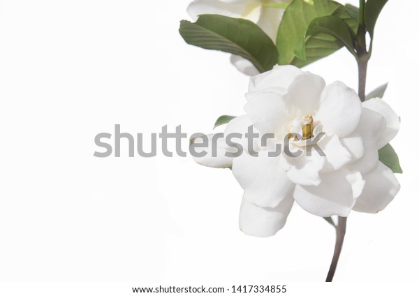 Border Branch White Gardenia Leaves Isolated Stock Photo 1417334855 ...