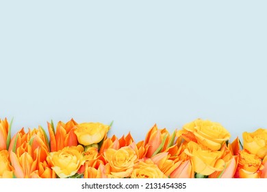 Border of bright orange tulips and roses on a light blue background. Mothers Day, Valentines Day, birthday celebration concept. Top view, copy space