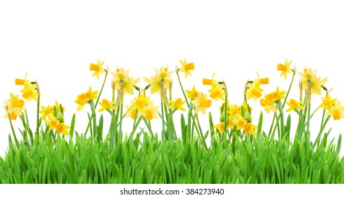 border of bright spring yellow daffodils  with grass on white background