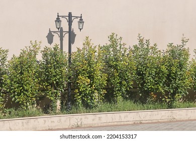 Border, bushes and street lamp on the background of the wall, minimalism, shadow on the wall, horizontal pattern of the street and hedges