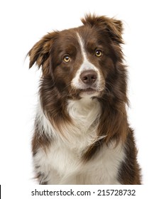 Border Collie (2 Years Old)